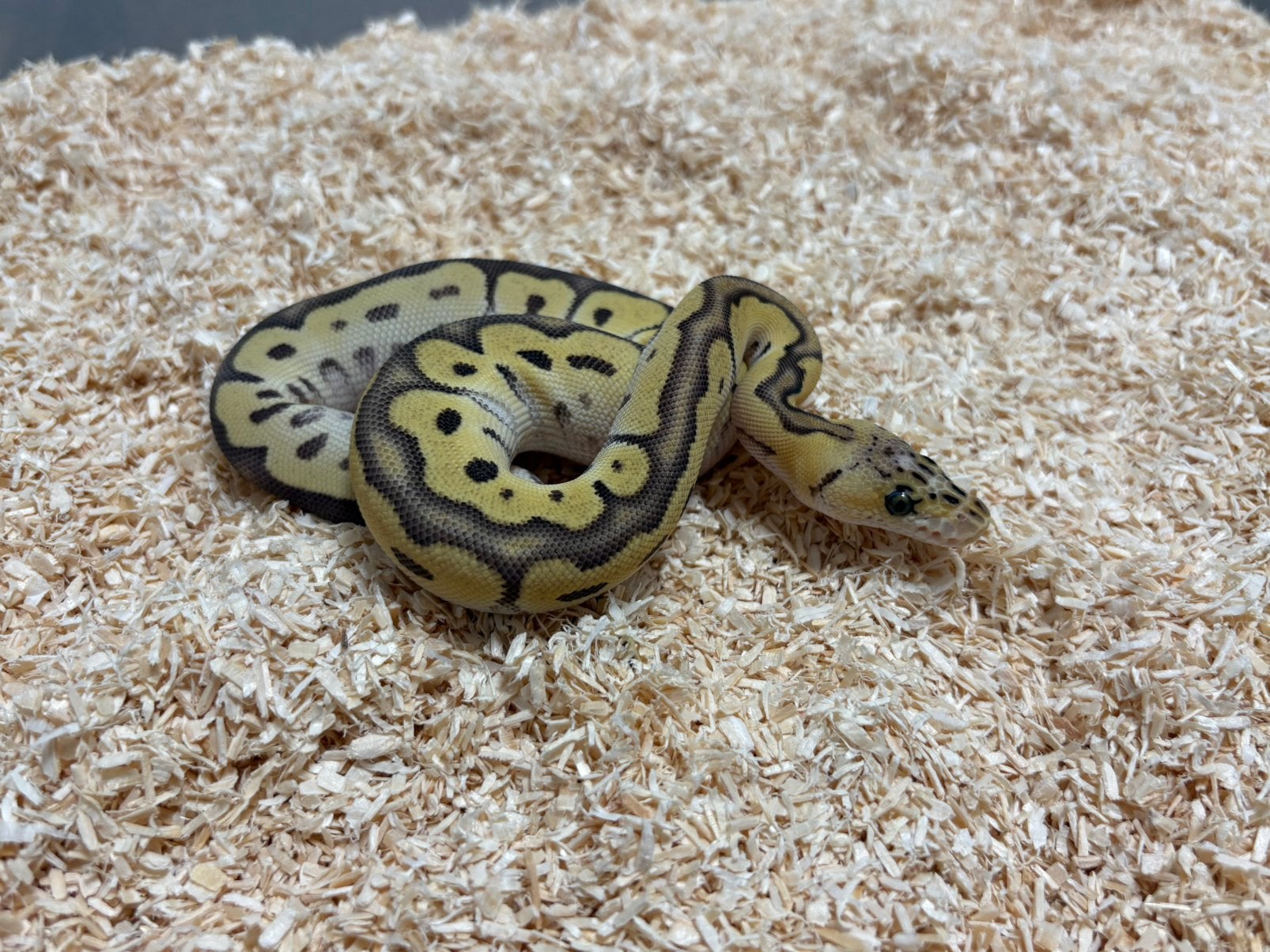 0.1 Pastel Orange dream Jungle woma Clown ball python regius, Slang, Tam, 0 tot 2 jaar