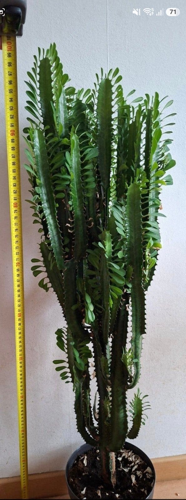 Grote Euphorbia Trigona cactus- Afrikaanse Melkboom, Huis en Inrichting, Ophalen, 100 tot 150 cm, Cactus, Volle zon