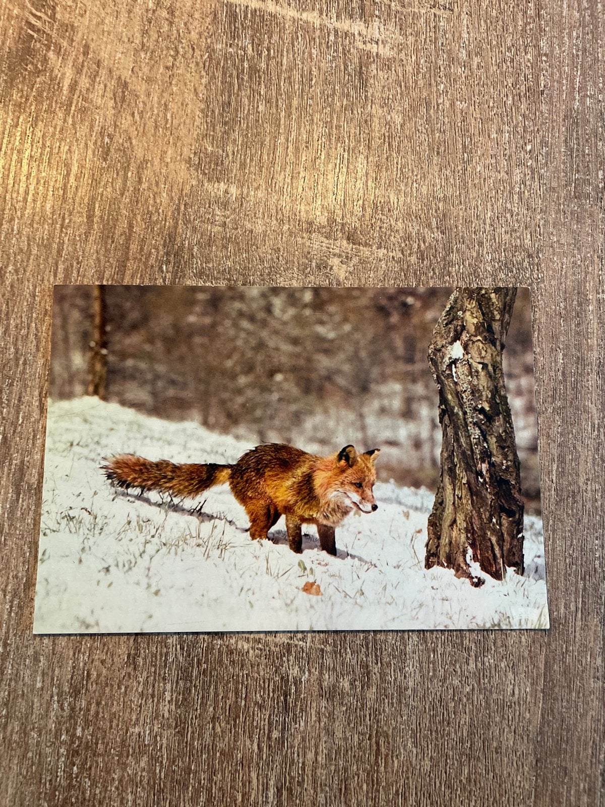 Vintage Ansichtkaart Vos in de Sneeuw - Onbeschreven, Verzamelen, Ophalen of Verzenden, 1960 tot 1980, Ongelopen, Wild dier