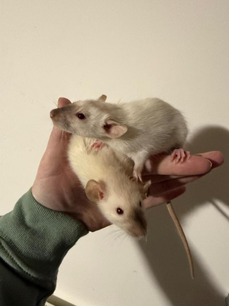 Uniek gekleurde tamme ratten, mannen, rittens!!, Dieren en Toebehoren, Rat, Maart, Mannelijk, Tam
