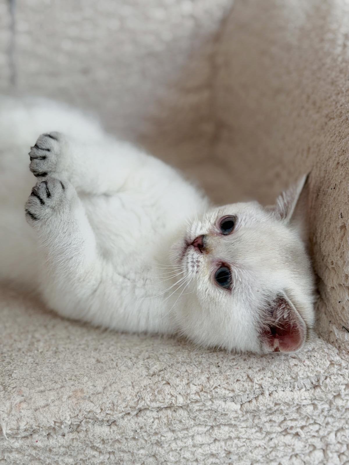 Britse korthaar kitten, Poes, Ontwormd