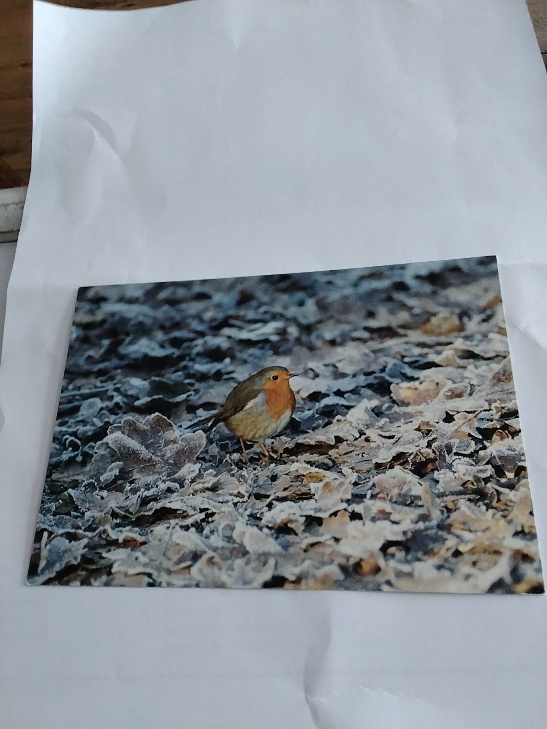 Vintage Ansichtkaart Roodborstje met vorst op bladeren, Ophalen of Verzenden