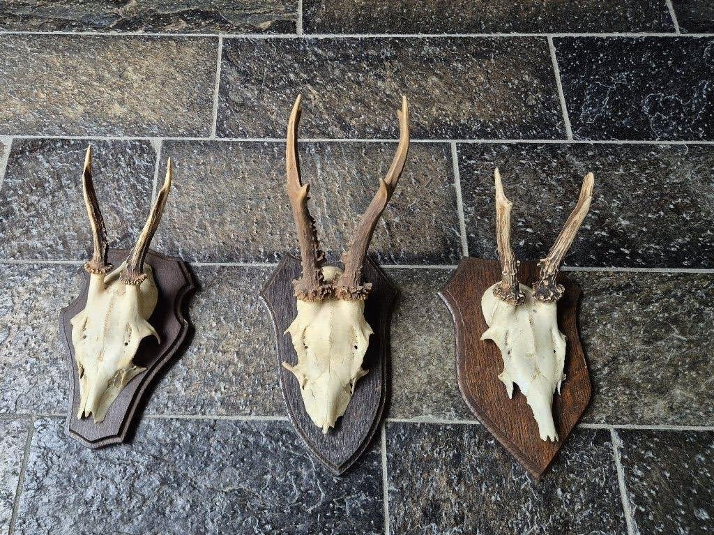 3 Prachtige Ree Geweien samen € 24 jacht hut mancave h53, Ophalen of Verzenden, Gebruikt, Hert, Gewei of Kop