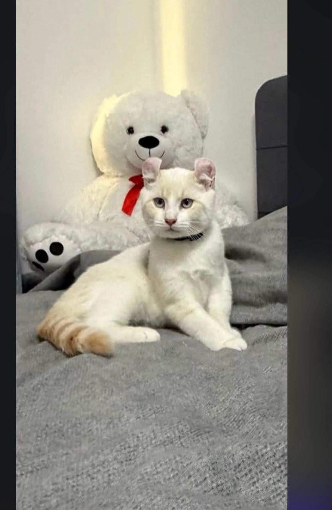 American curl kitten korthaar, Kater