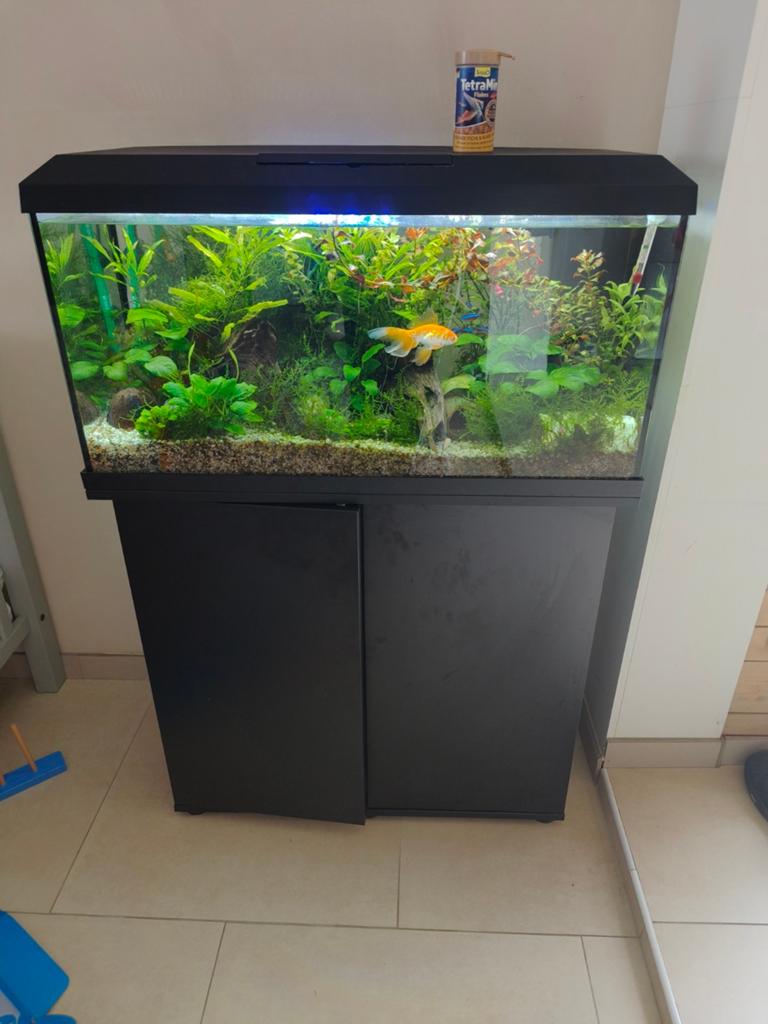 Juwel Aquarium Rio 125 inclusief vissen, planten, alles, Vis