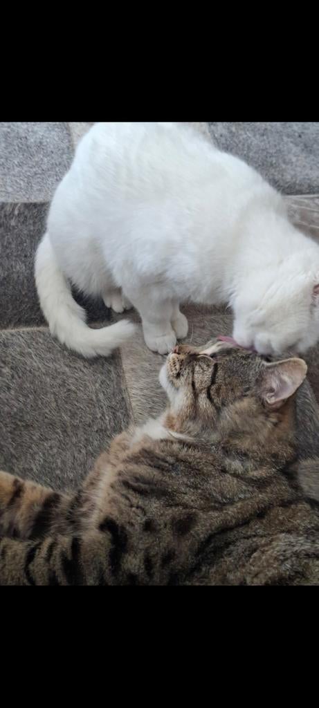 Kater en poes Pers x Bengaal, Meerdere dieren, Gechipt