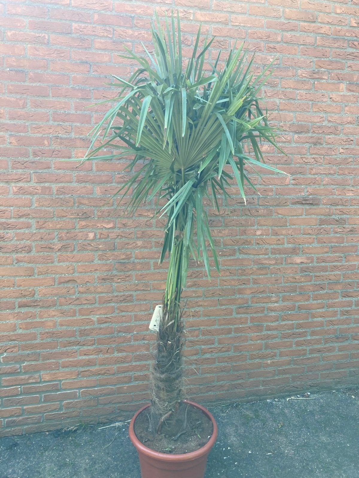 Trachycarpus palmboom 180 cm - Stamhoogte 90 cm, Ophalen, Bloeit niet, Overige soorten, Volle zon