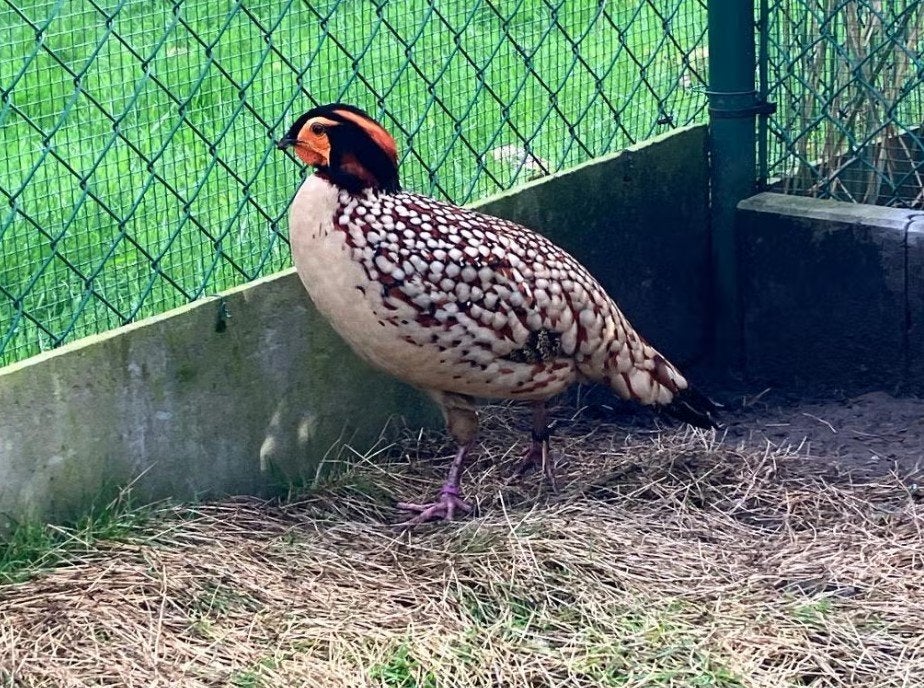 Fazant Cabot tragopaan TRC haan 2021, Dieren en Toebehoren, Vogels | Overige Vogels, Mannelijk, Geringd