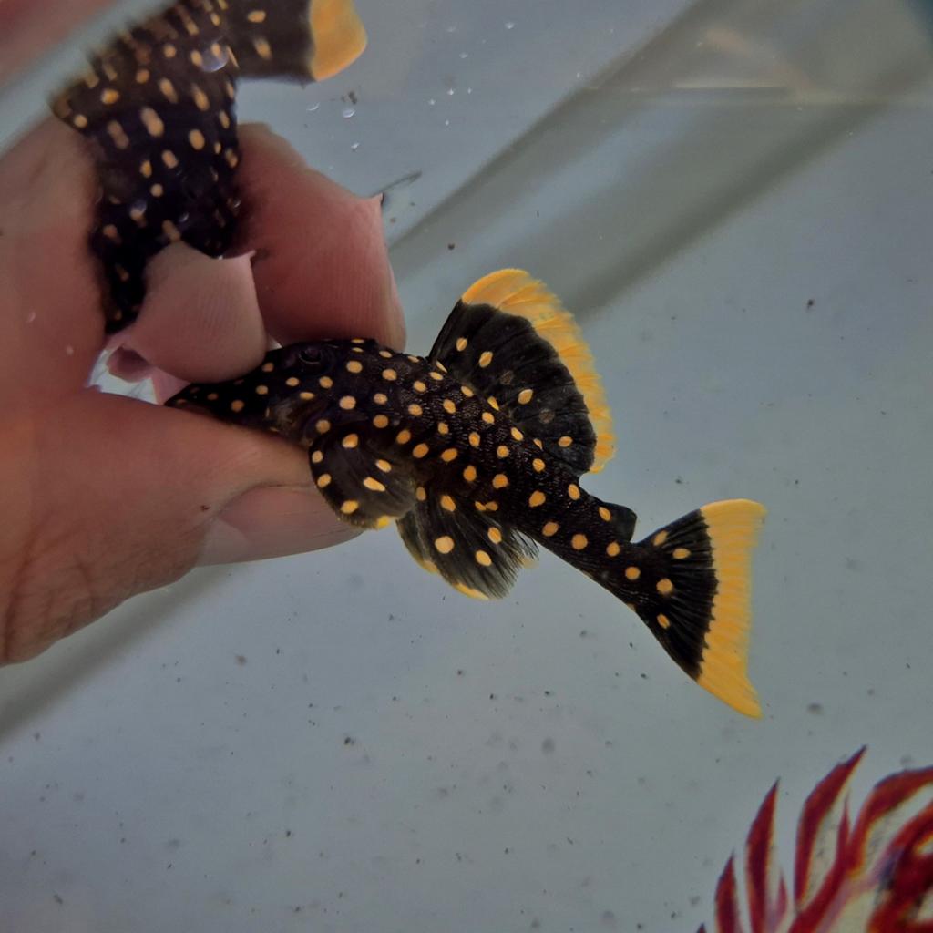 L018 Golden  nugget pleco., Vis, Zoetwatervis