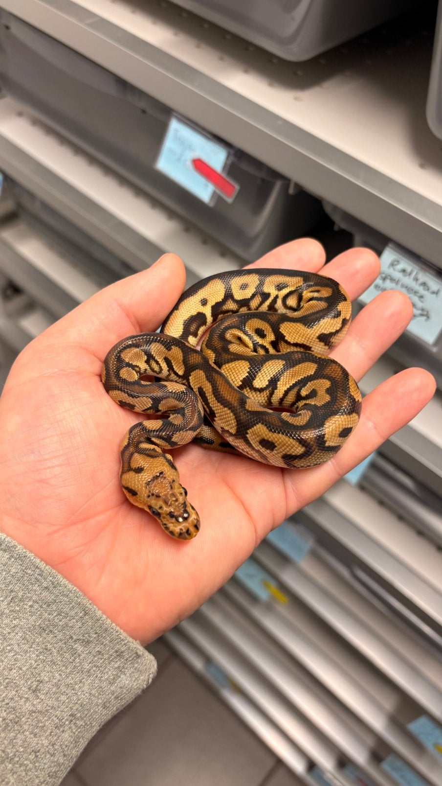 Spotnose black pastel clown ball python Ball Python photo 3