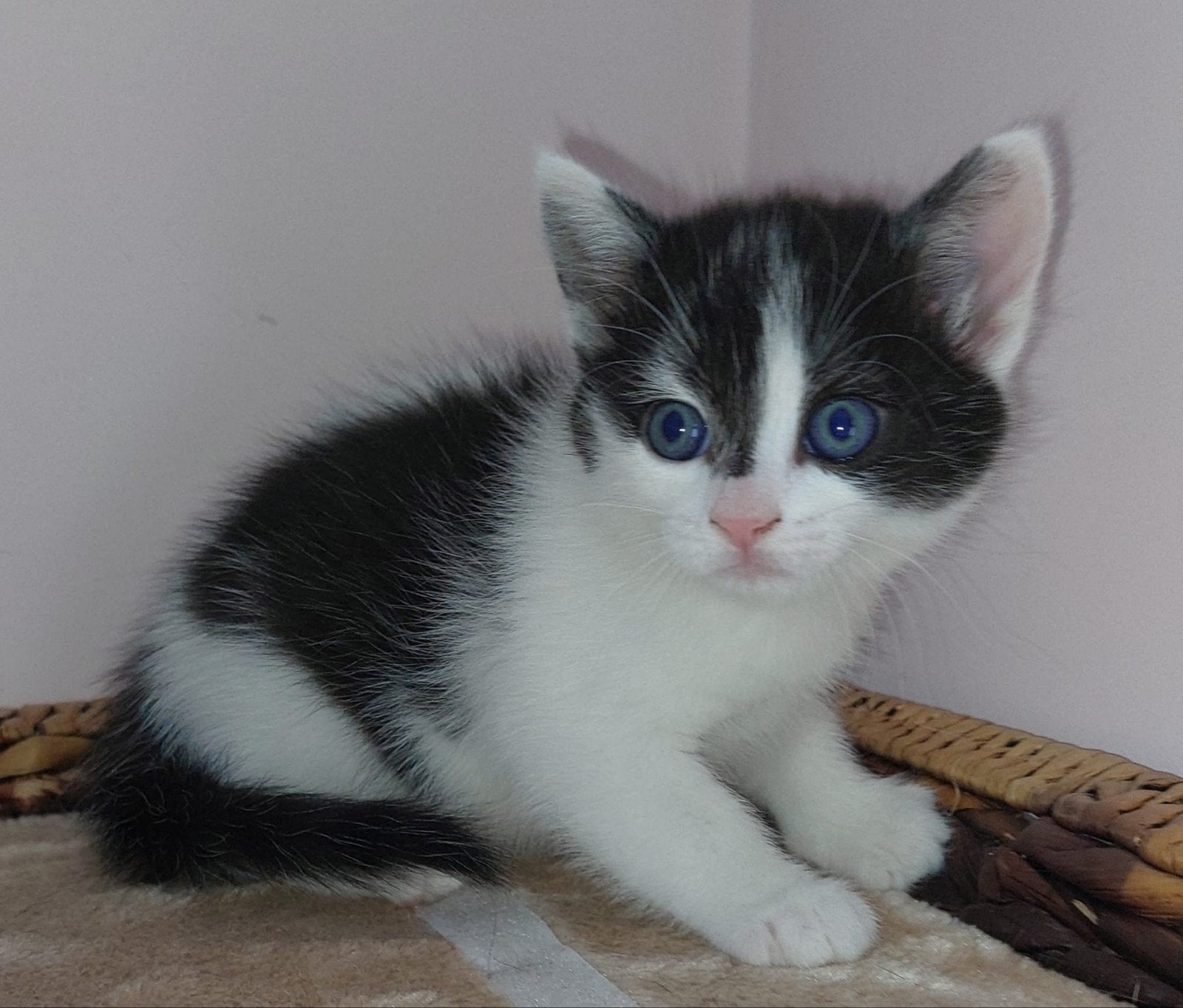 Nog 2  Britse Korthaar kruising kittens, Dieren en Toebehoren, Katten en Kittens | Overige Katten, Poes