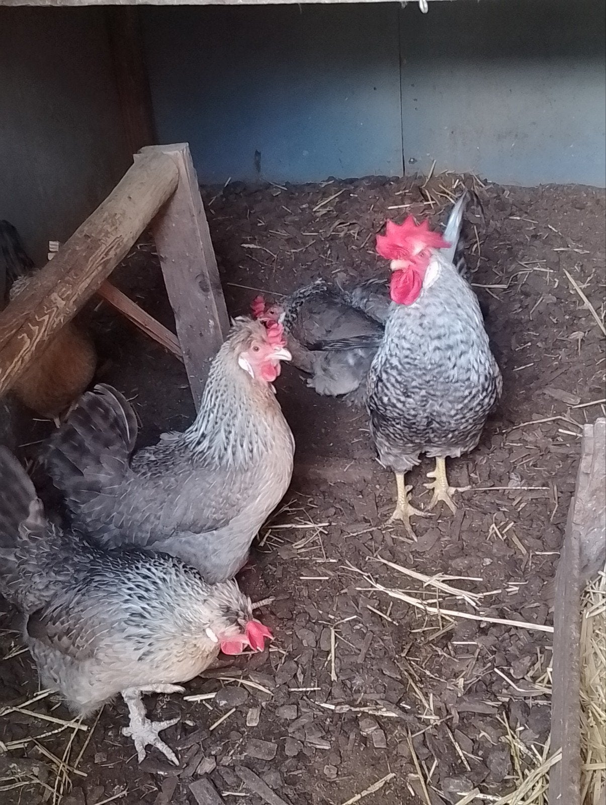 Creamlegbar Haan met 3 hennen van 2025 Onverwant, Meerdere dieren, Kip