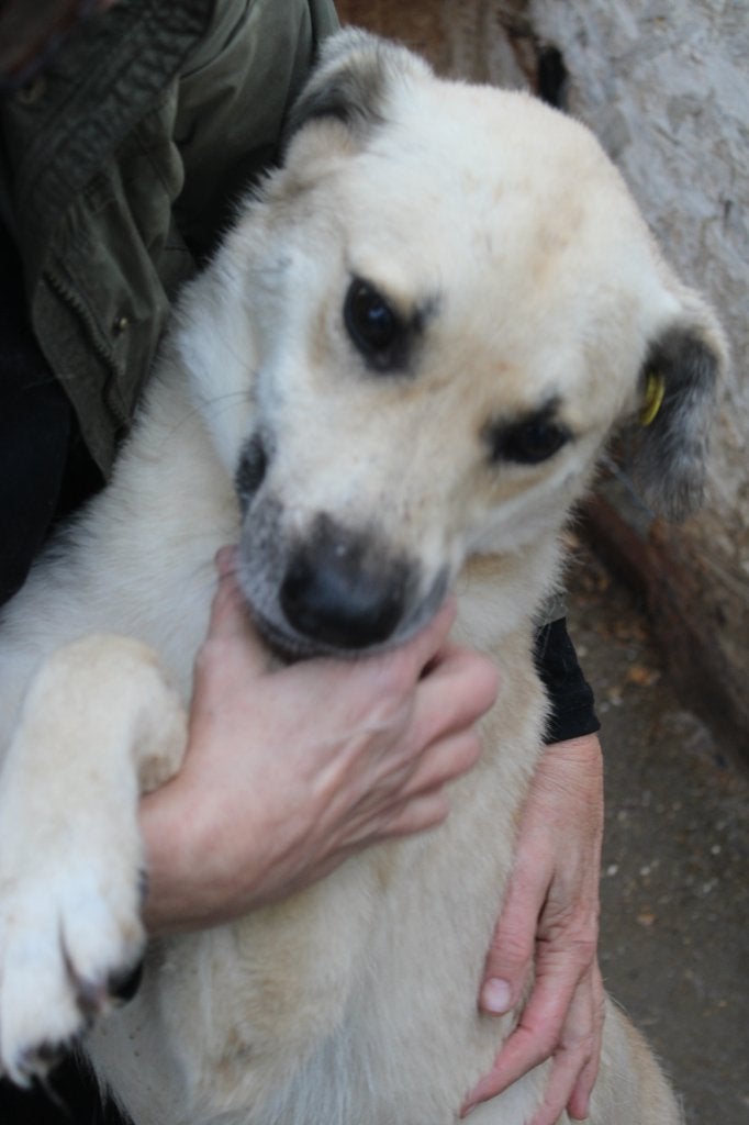 Lieve, knuffel Spike ter adoptie!, Particulier, Reu, 1 tot 2 jaar, Buitenland