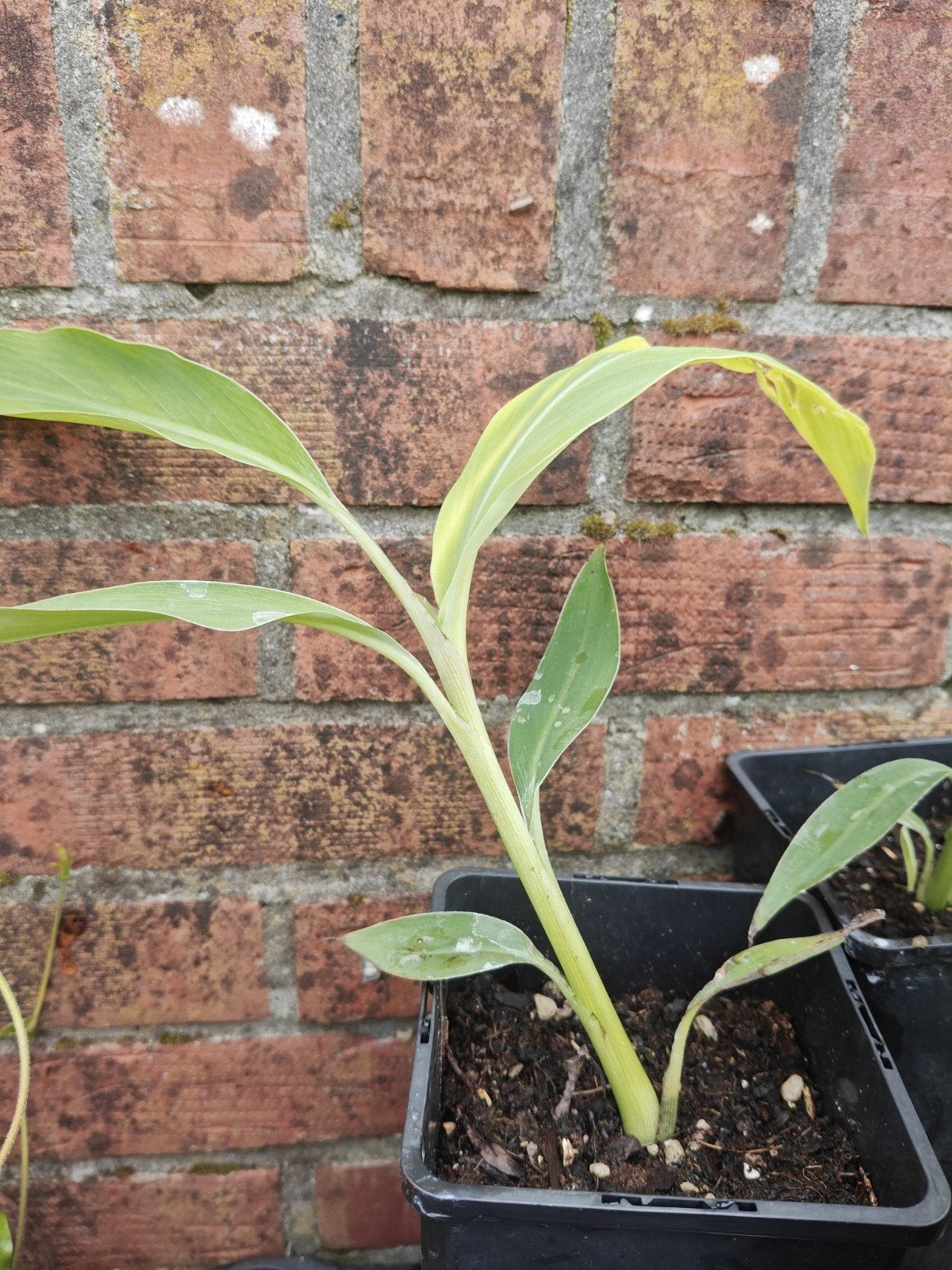 Musa Thai black, Overige soorten, Volle zon, Vaste plant, Ophalen of Verzenden
