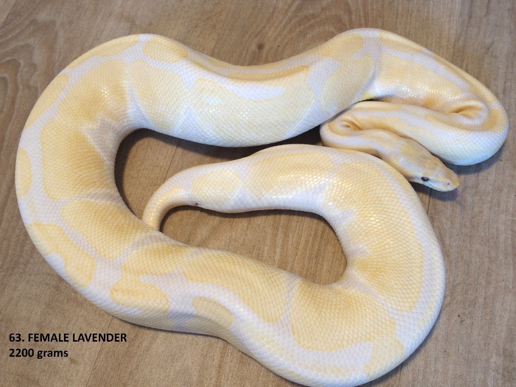 Koningspythons halfwas en volwassen kweekdieren deel 3 Ball Python photo 15