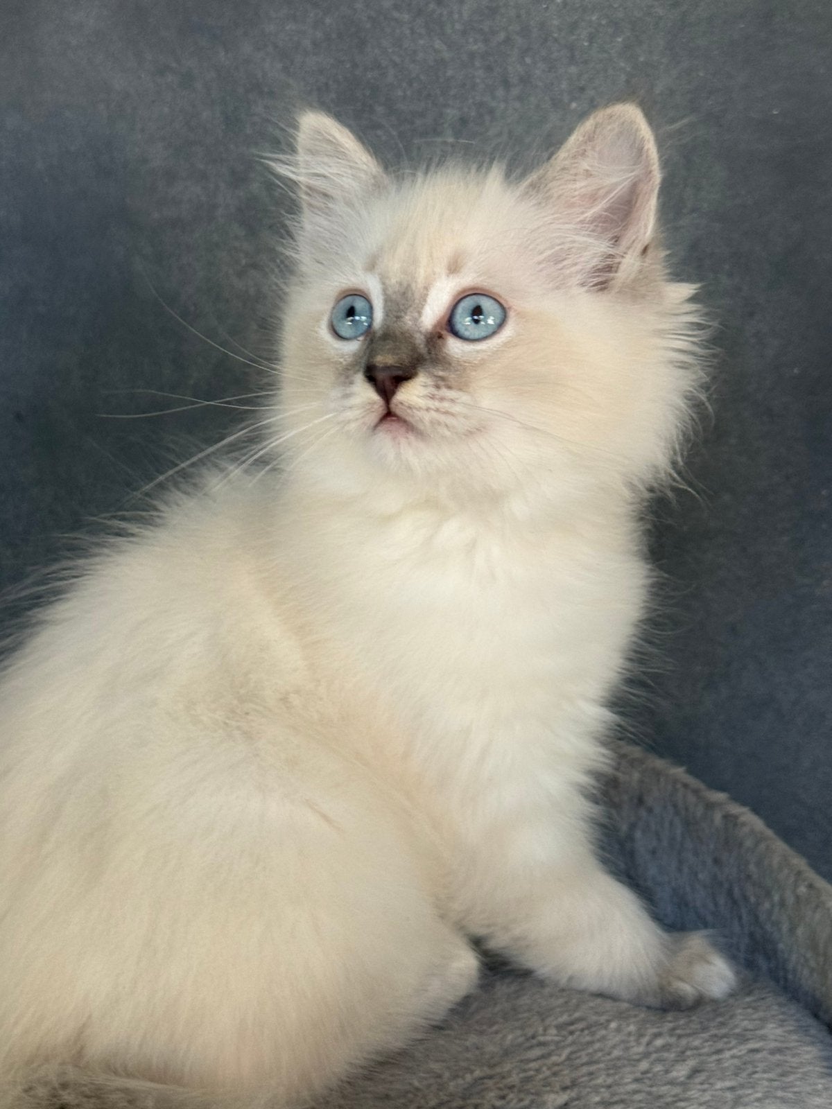 💕Lieve Blue Lynx Ragdoll poesje zoekt forever home! 💕, Dieren en Toebehoren, Poes, Gechipt