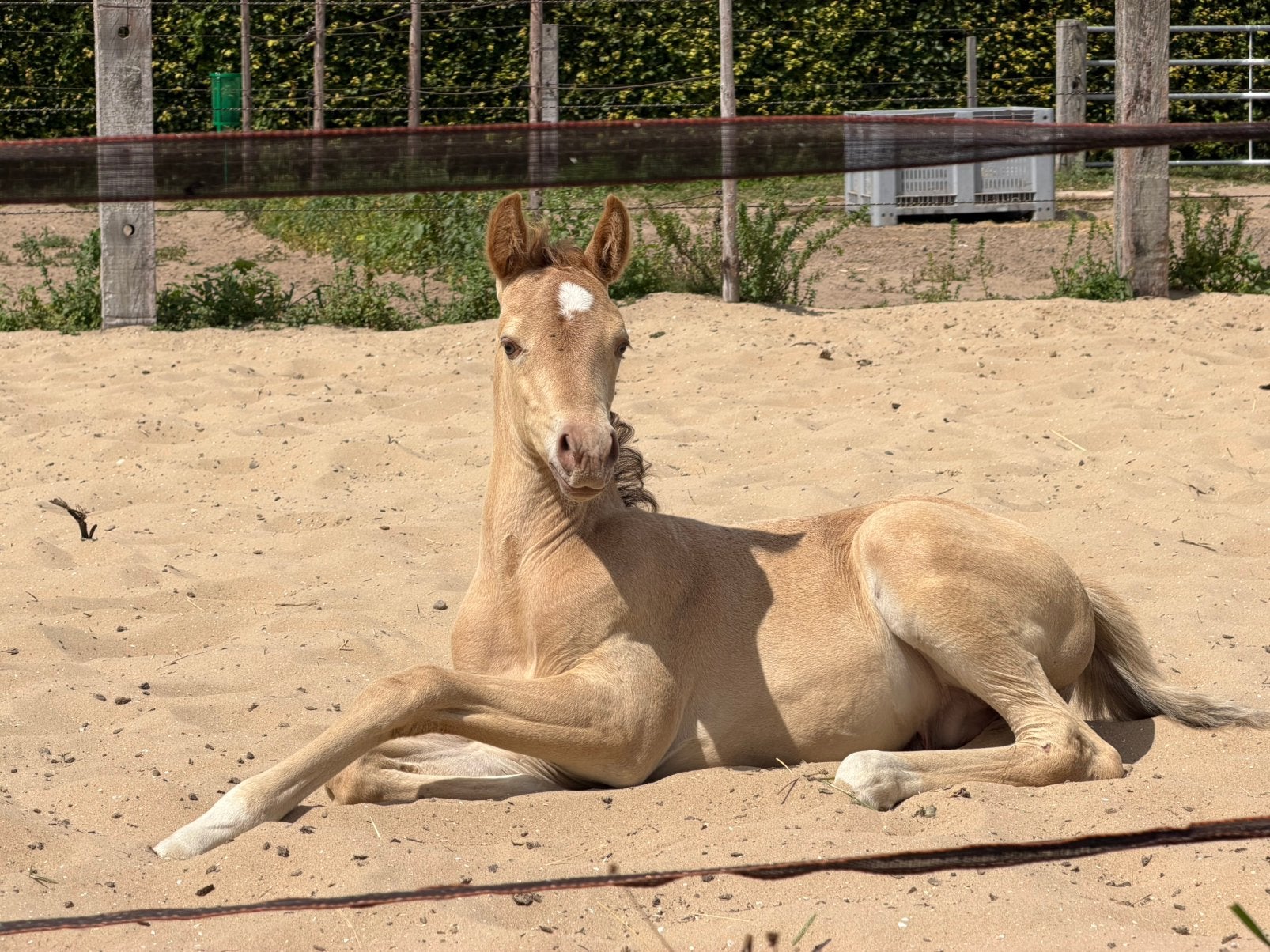 NRPS Amber Champagne hengstveulen en zwarte Arabische Merrie, E pony (1.48m - 1.57m), Met stamboom, Dressuurpony, 0 tot 2 jaar
