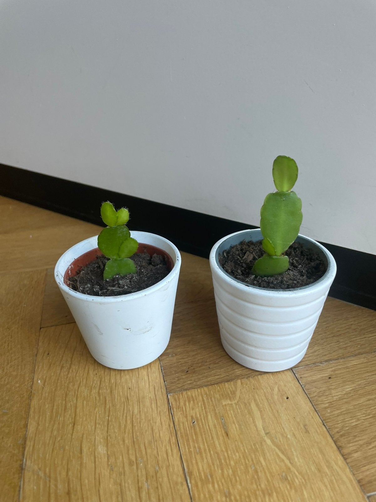 🌱 Stekjes paascactus Rhipsalidopsis gaertneri wit of oranje, Ophalen, Halfschaduw, Cactus, Minder dan 100 cm