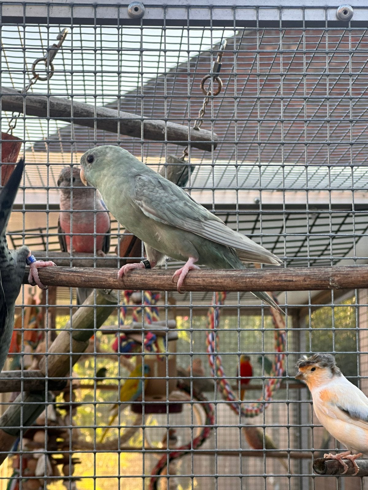 Koppel catharina parkieten, Dieren en Toebehoren, Meerdere dieren, Parkiet