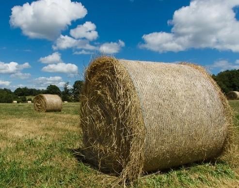 Ronde balen hooi te koop, Dieren en Toebehoren, Dierenvoeding, Ophalen of Verzenden