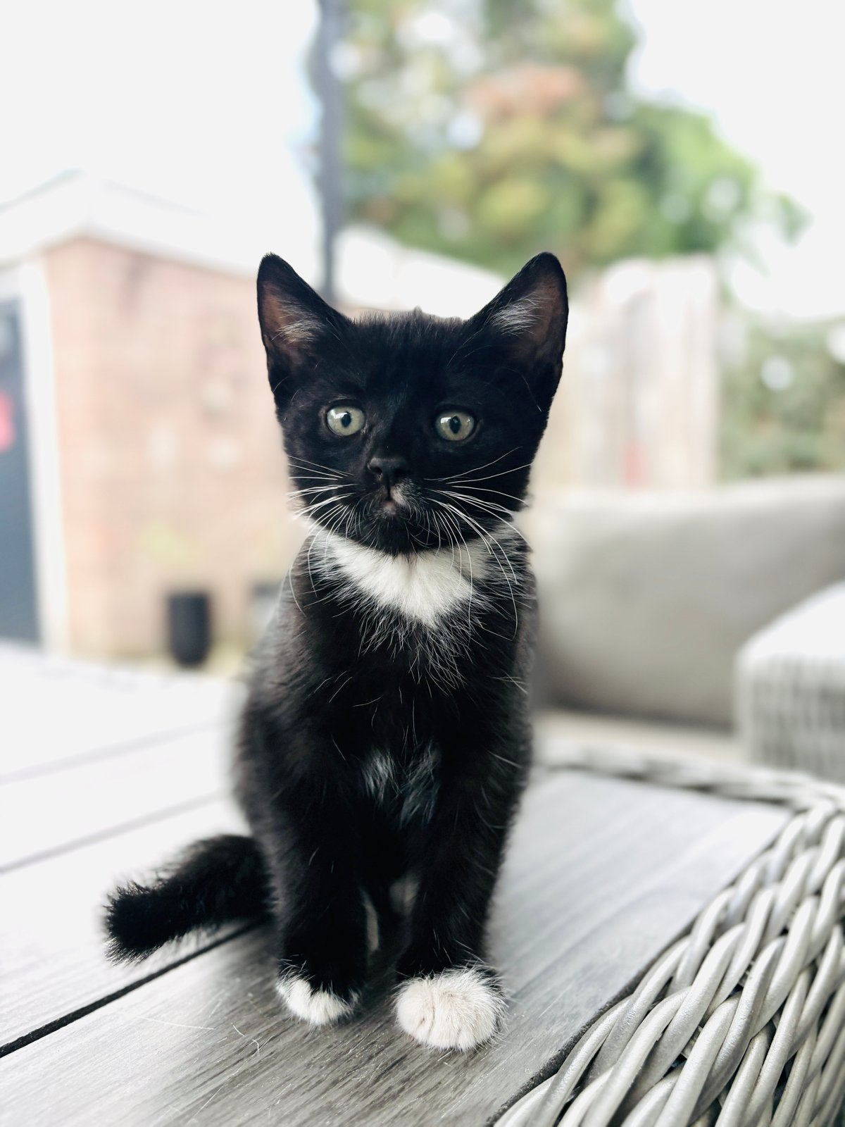Op zoek naar een liefdevol thuis voor vier kleine gentlemen!, Meerdere dieren, Kortharig, 0 tot 2 jaar
