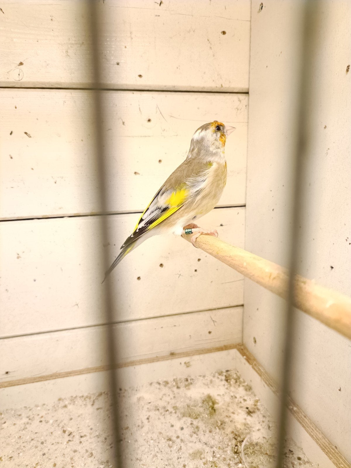 bastaart putter, Dieren en Toebehoren, Mannelijk, Wildzangvogel, Geringd