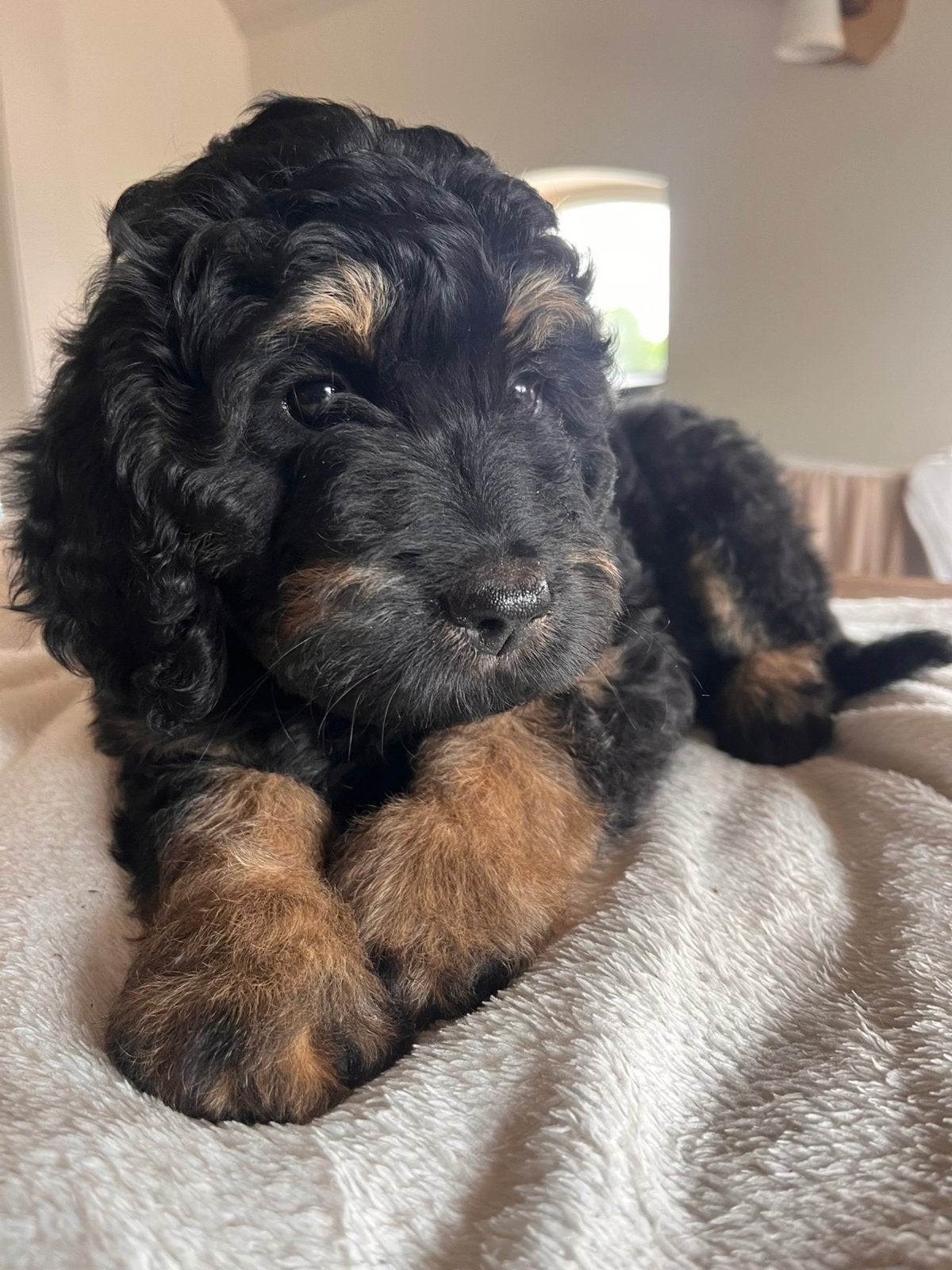 Lieve, bernedoodle pup, Labradoodle, goldendoodle, teefje, Parvo, 8 tot 15 weken, Teef, Groot