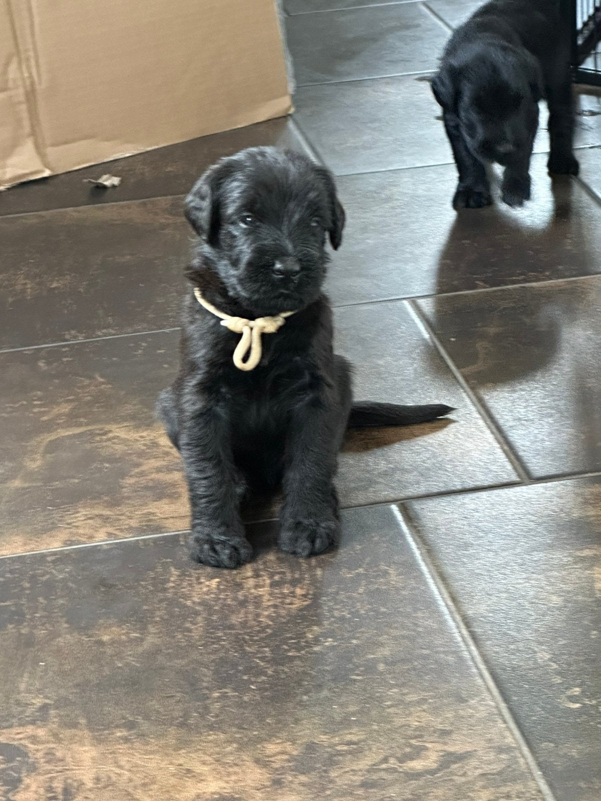 Riesen schnauzer pup - reu, 8 tot 15 weken, Parvo, Meerdere, Nederland