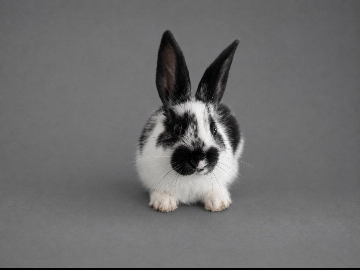 Mooie, tamme konijntjes (kunnen het nest verlaten), Mannelijk, Middelgroot, 0 tot 2 jaar