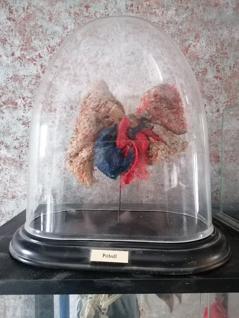 corrosiepreparaat/plastinatie, Ophalen of Verzenden, Beeldje of Figuurtje