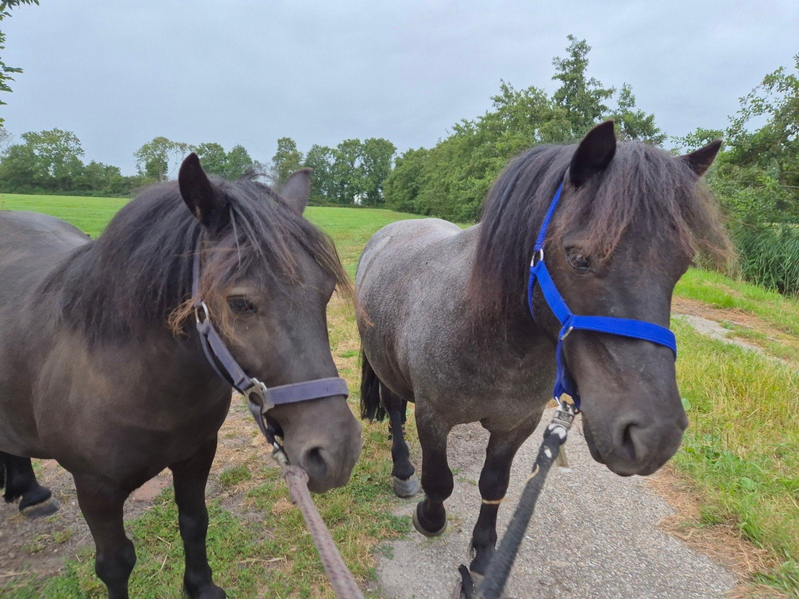 Twee lieve kindvriendelijke shetlanders, Ruin, A pony (tot 1.17m)