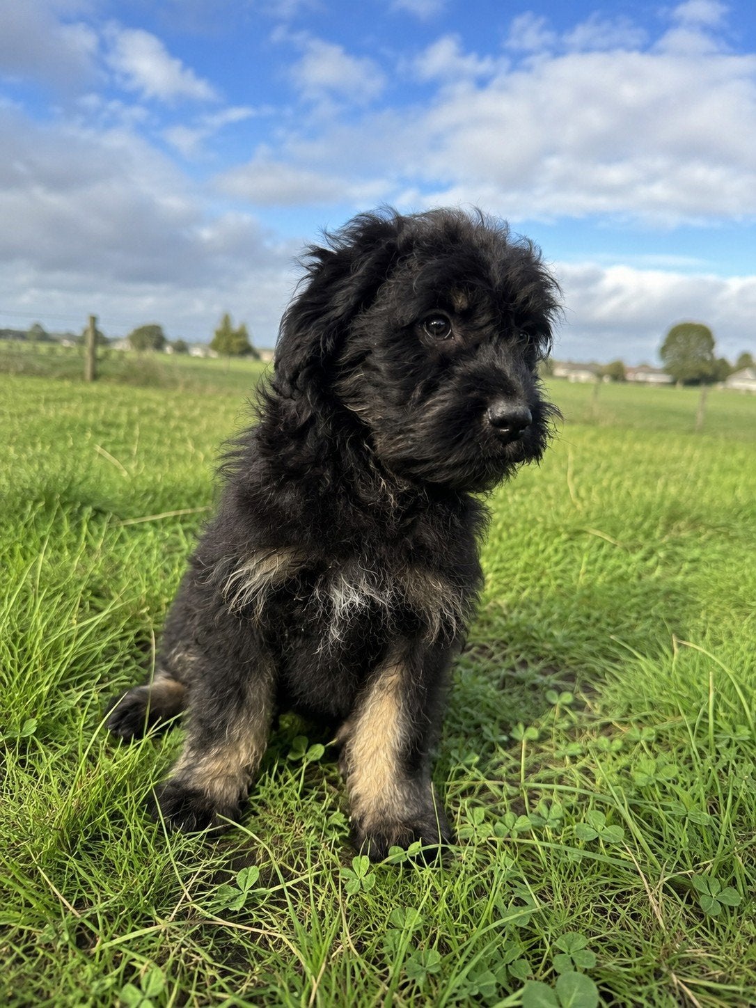 Poedelxboomer pups, Dieren en Toebehoren, Meerdere, Nederland, Particulier, Reu