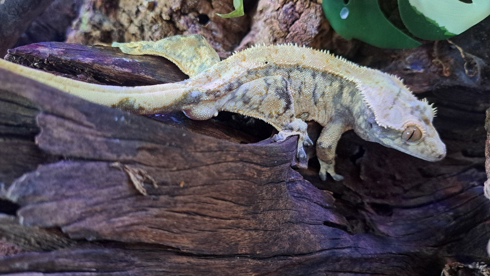 Wimpergekko, Extreme harlequin man. proven, Dieren en Toebehoren, Hagedis, 0 tot 2 jaar