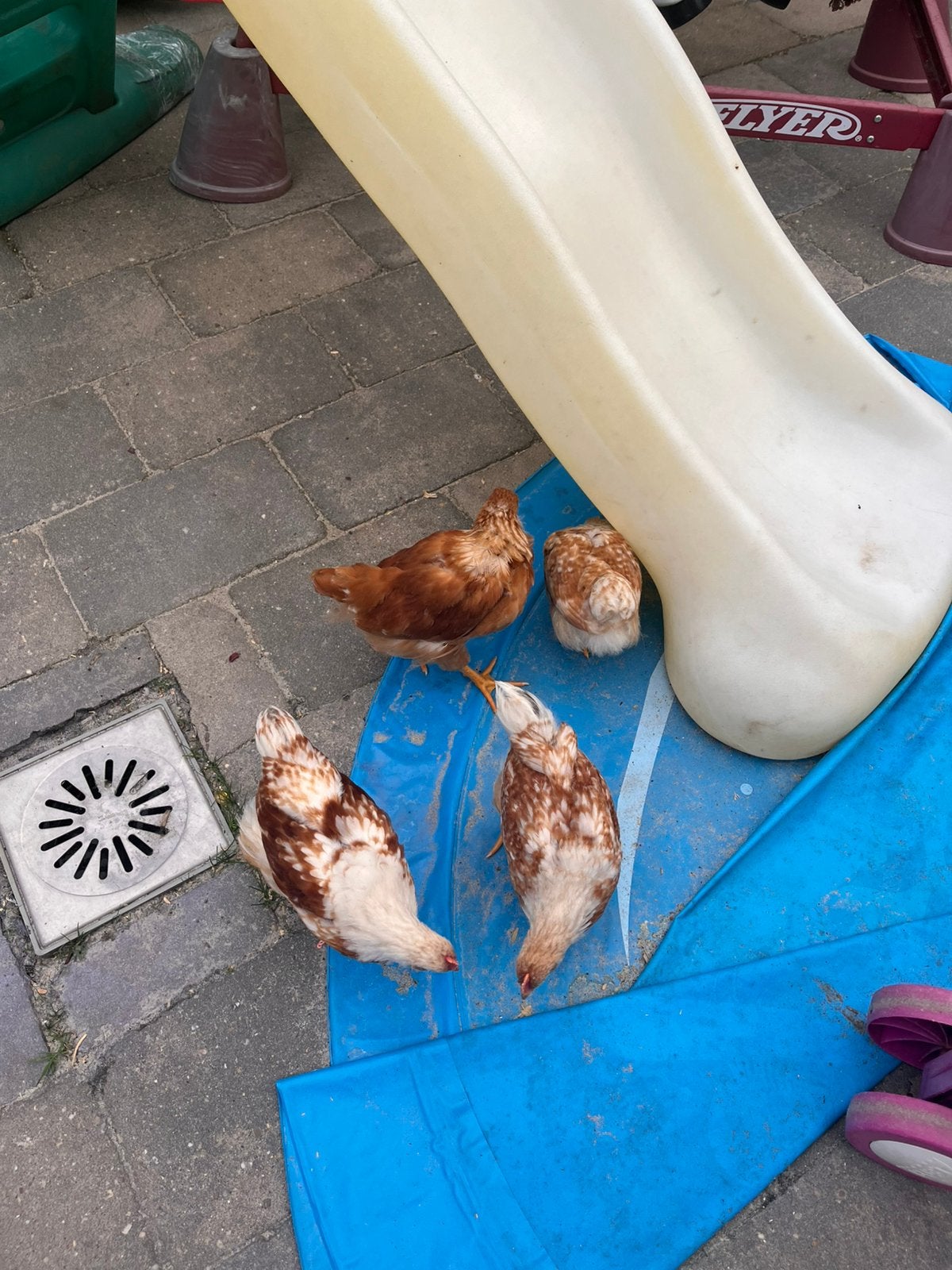 4 jonge kippen, Dieren en Toebehoren, Pluimvee, Meerdere dieren, Kip