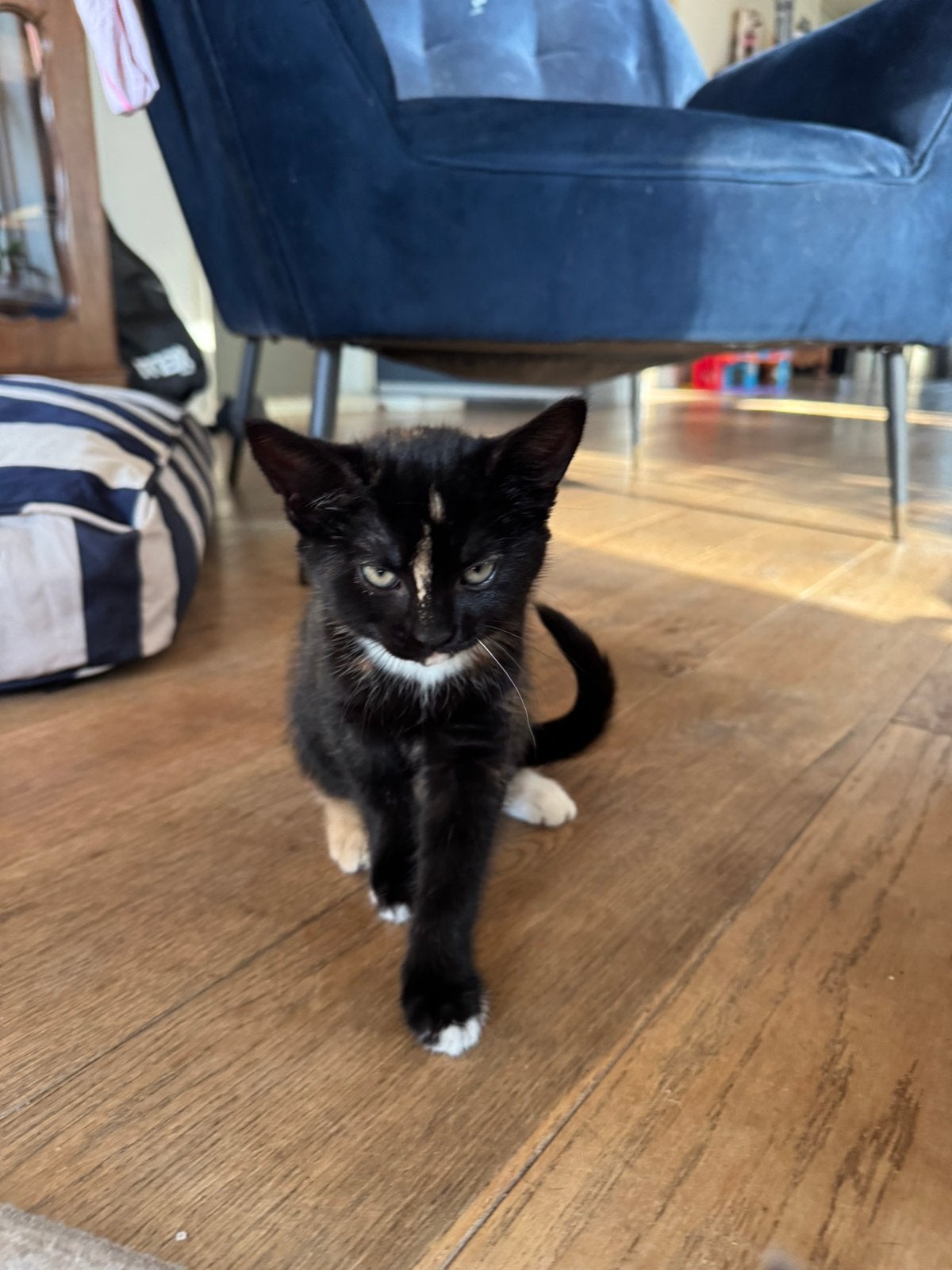 Knappe kittens, Poes