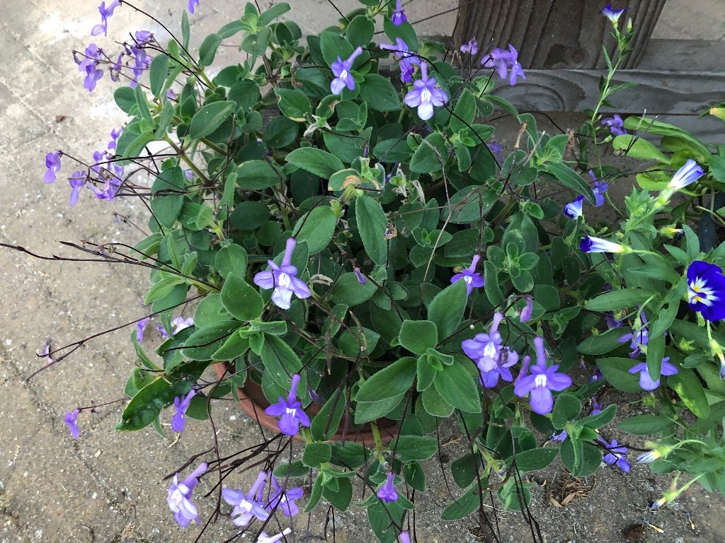 Kaapse primula Streptocarpus, Huis en Inrichting, Overige soorten, In pot, Minder dan 100 cm, Bloeiende kamerplant