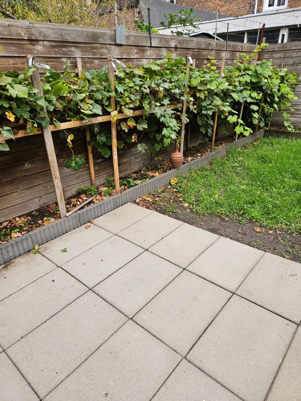 Druiven struik 5 jaar oud., Tuin en Terras, Overige soorten, 100 tot 250 cm, Zomer, Ophalen