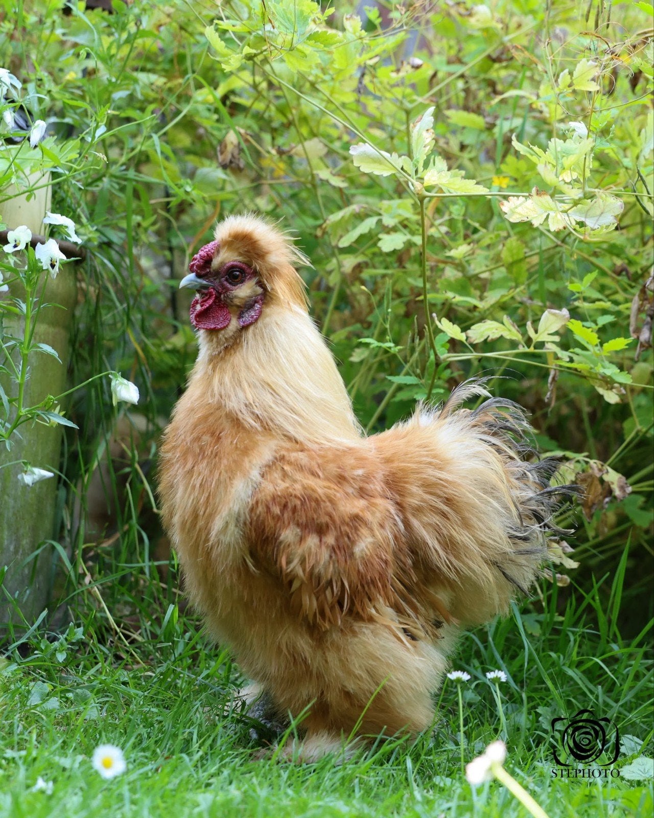 Zijdehoen haan gratis, Dieren en Toebehoren, Mannelijk, Kip