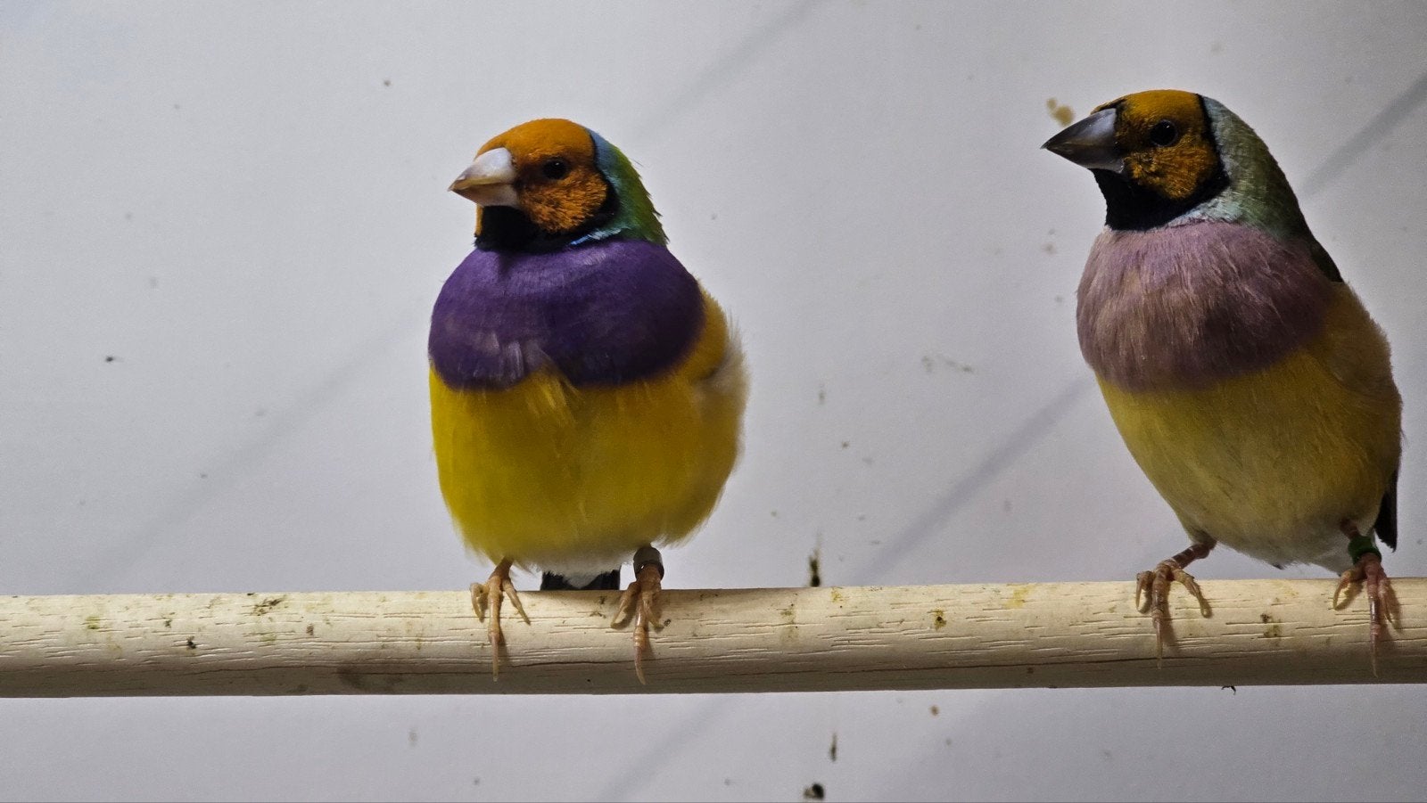 1-1 gould amadine, Dieren en Toebehoren, Vogels | Overige Vogels, Meerdere dieren