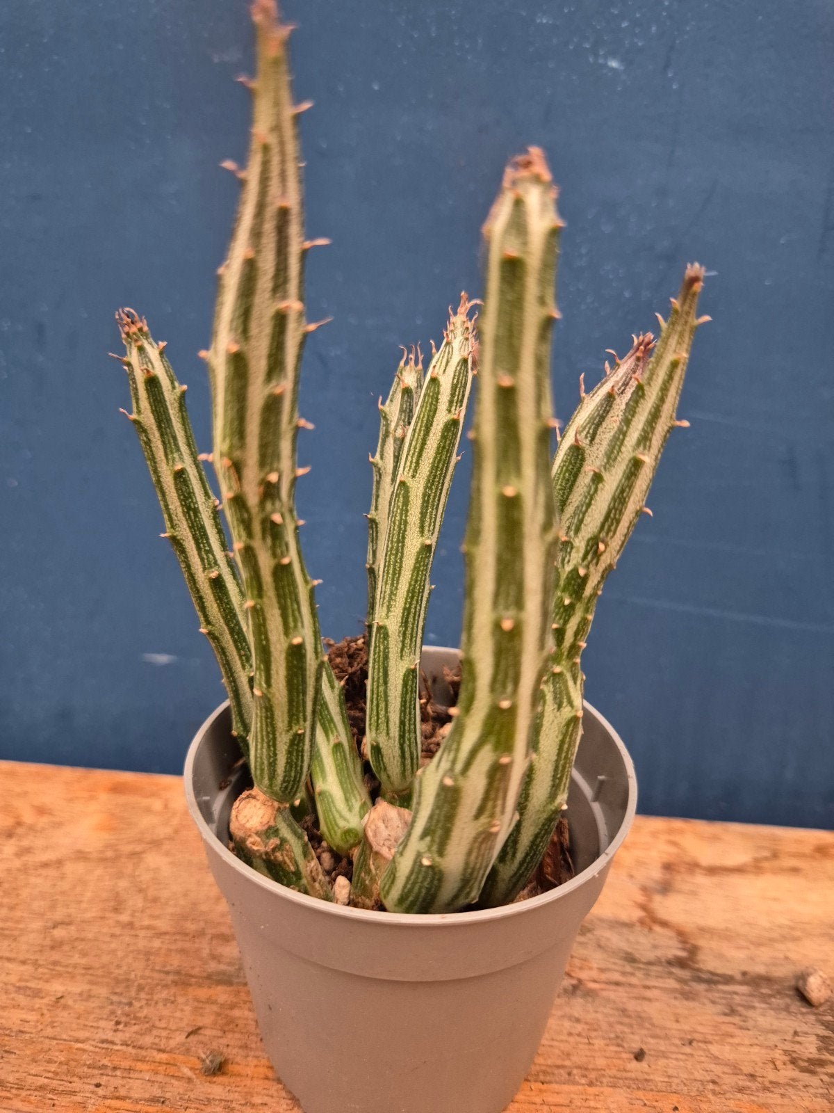 Senecio Stapeliformis p6,5 (2), Huis en Inrichting, Ophalen of Verzenden, Halfschaduw, Minder dan 100 cm