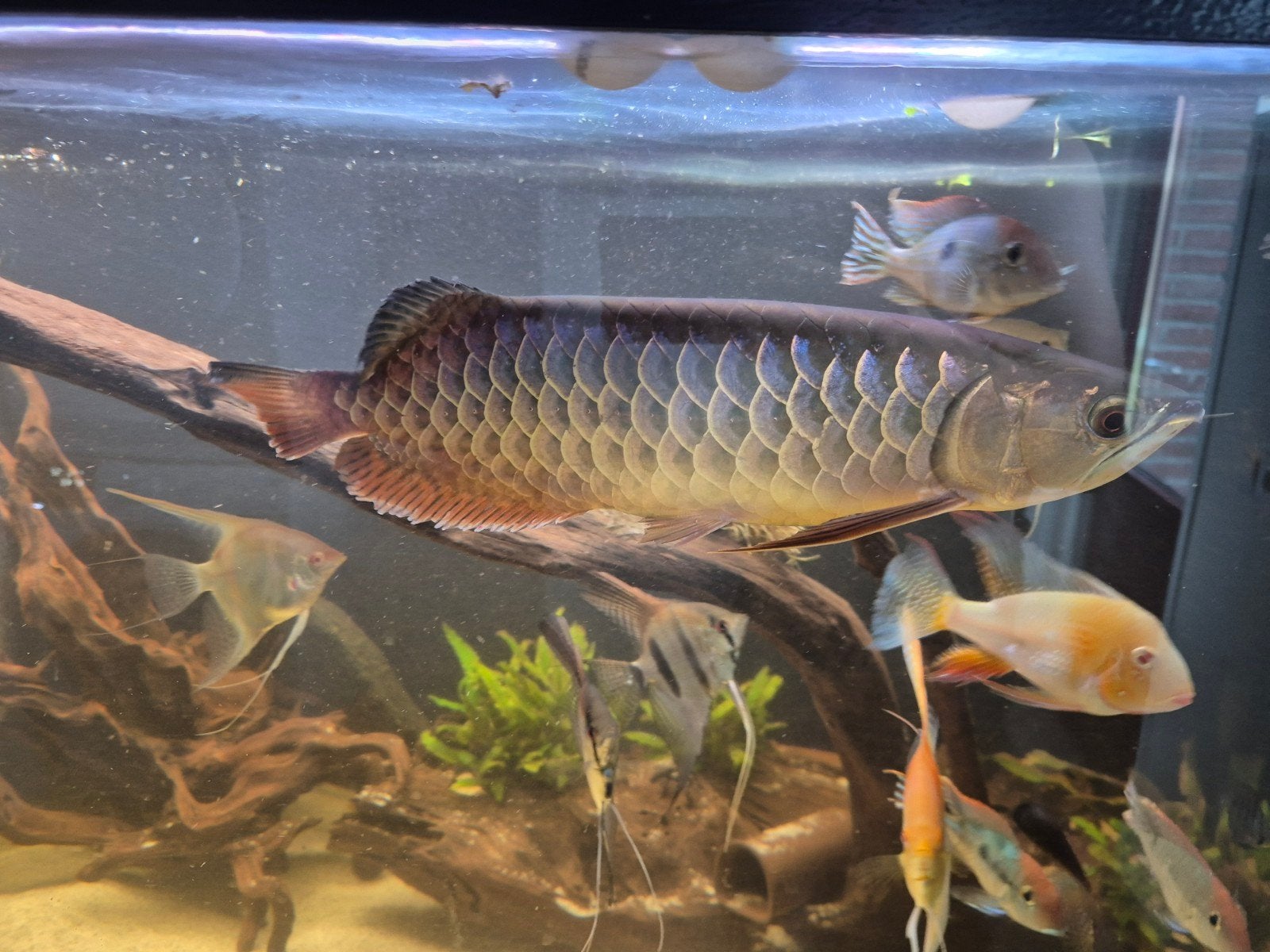 Asian arowana bluebase, Dieren en Toebehoren, Vis