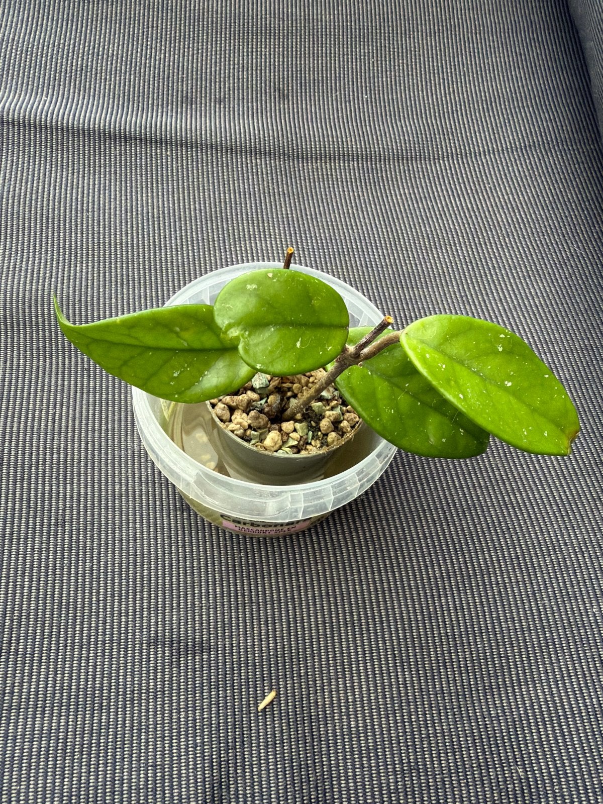 Hoya Dasyantha Splash, Ophalen of Verzenden