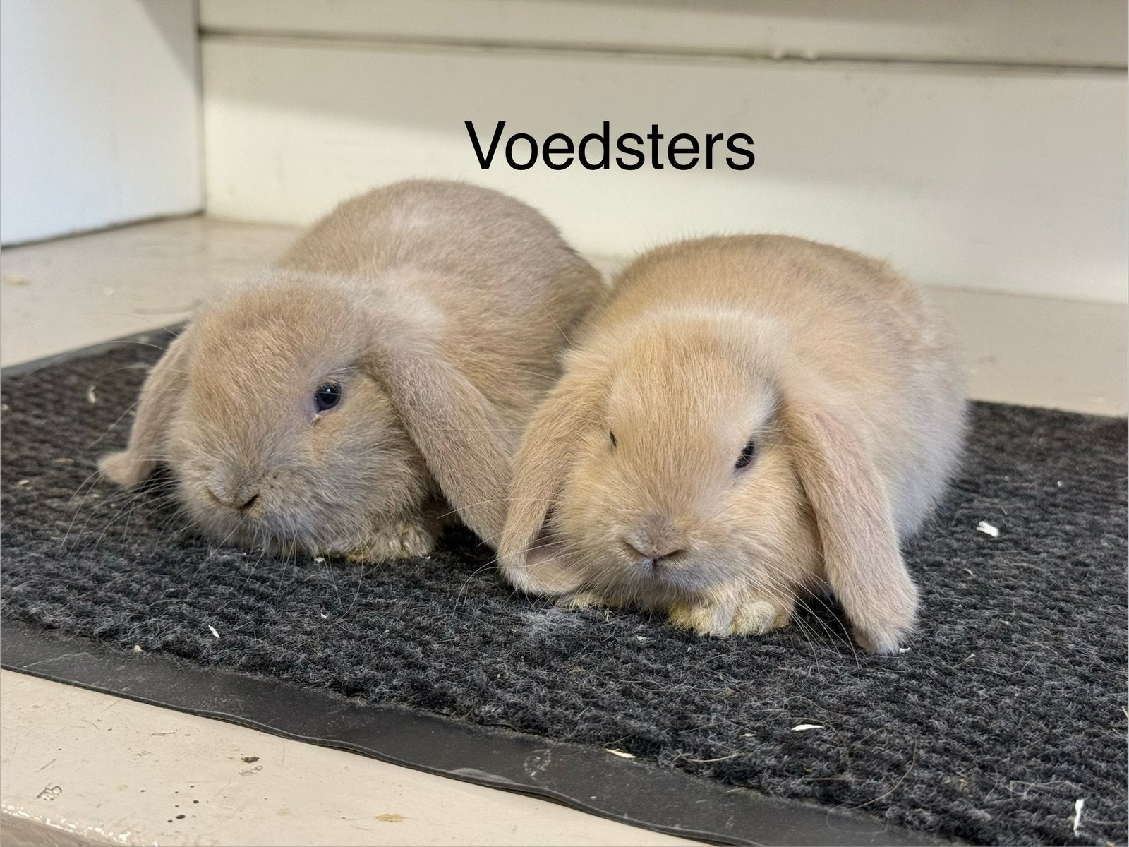Jonge hangoortjes, Dieren en Toebehoren, Konijnen, Meerdere dieren, Dwerg