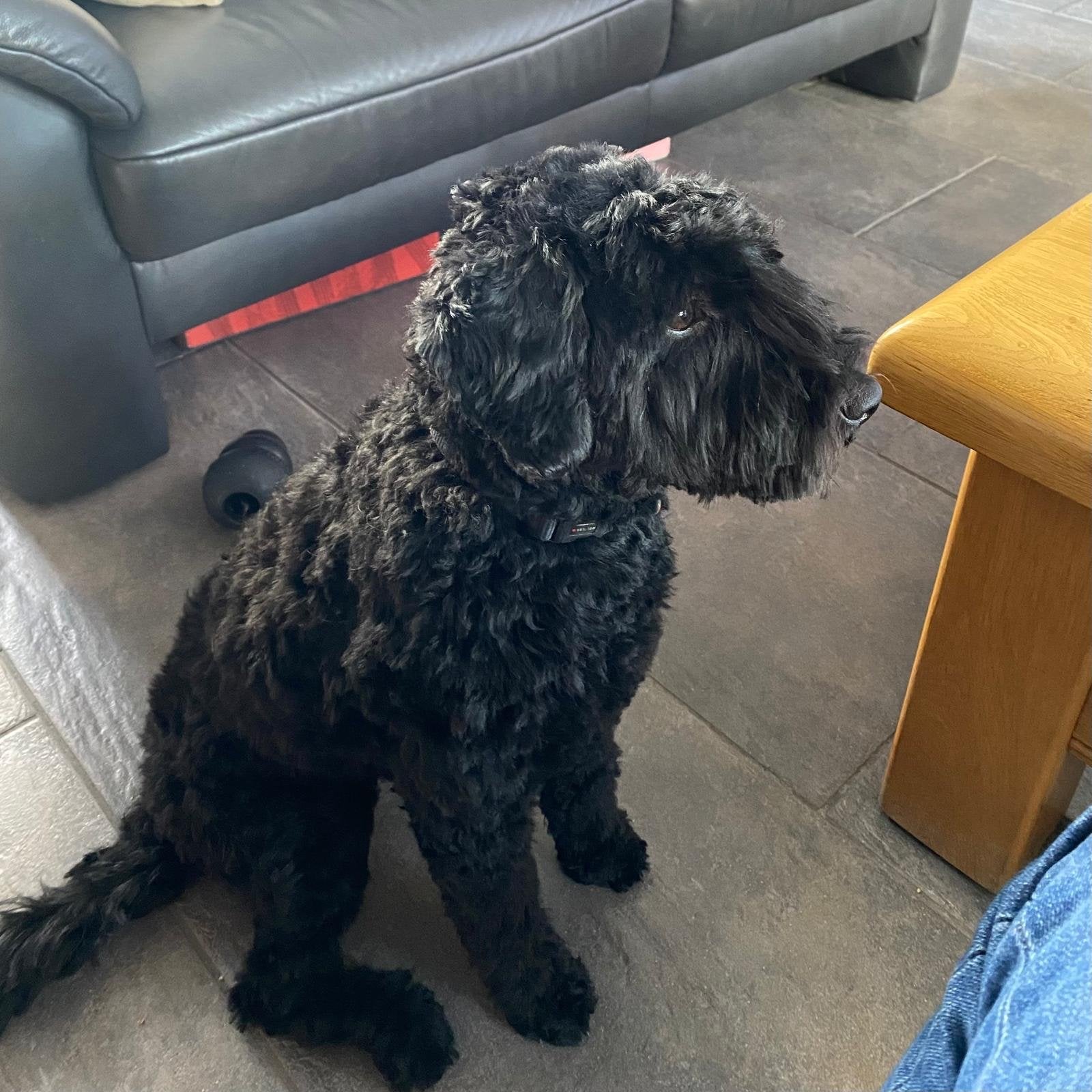 GEZOCHT DEKREU australian labradoodle, 1 tot 2 jaar, Teef, Eén hond, CDV (hondenziekte)