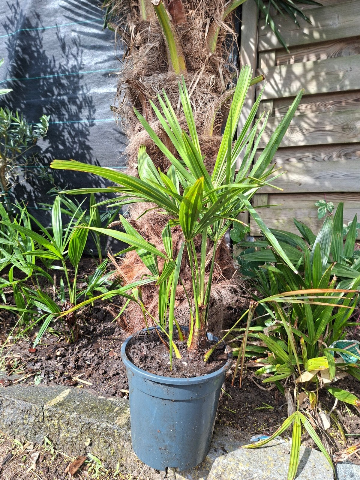 Trachycarpus Fortunei palmboom - stam +- 10 cm (zie tekst), Tuin en Terras, Volle zon, Vaste plant, Bloeit niet, Ophalen