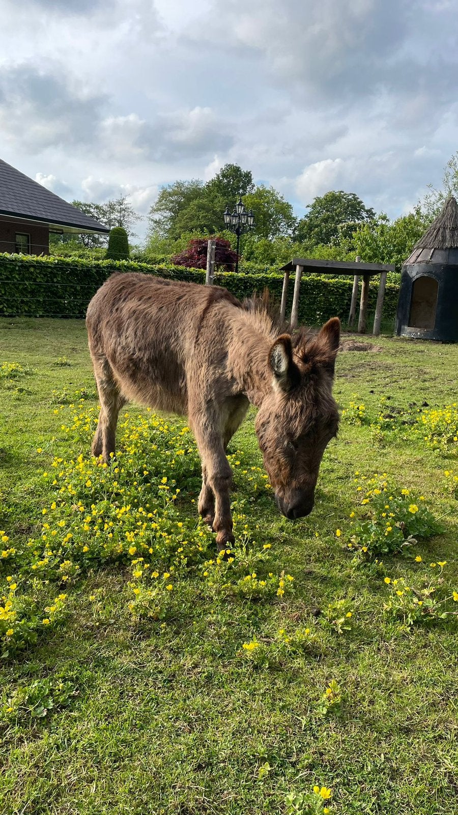 mini ezel, Dieren en Toebehoren, Overige Dieren, April, Geslacht onbekend