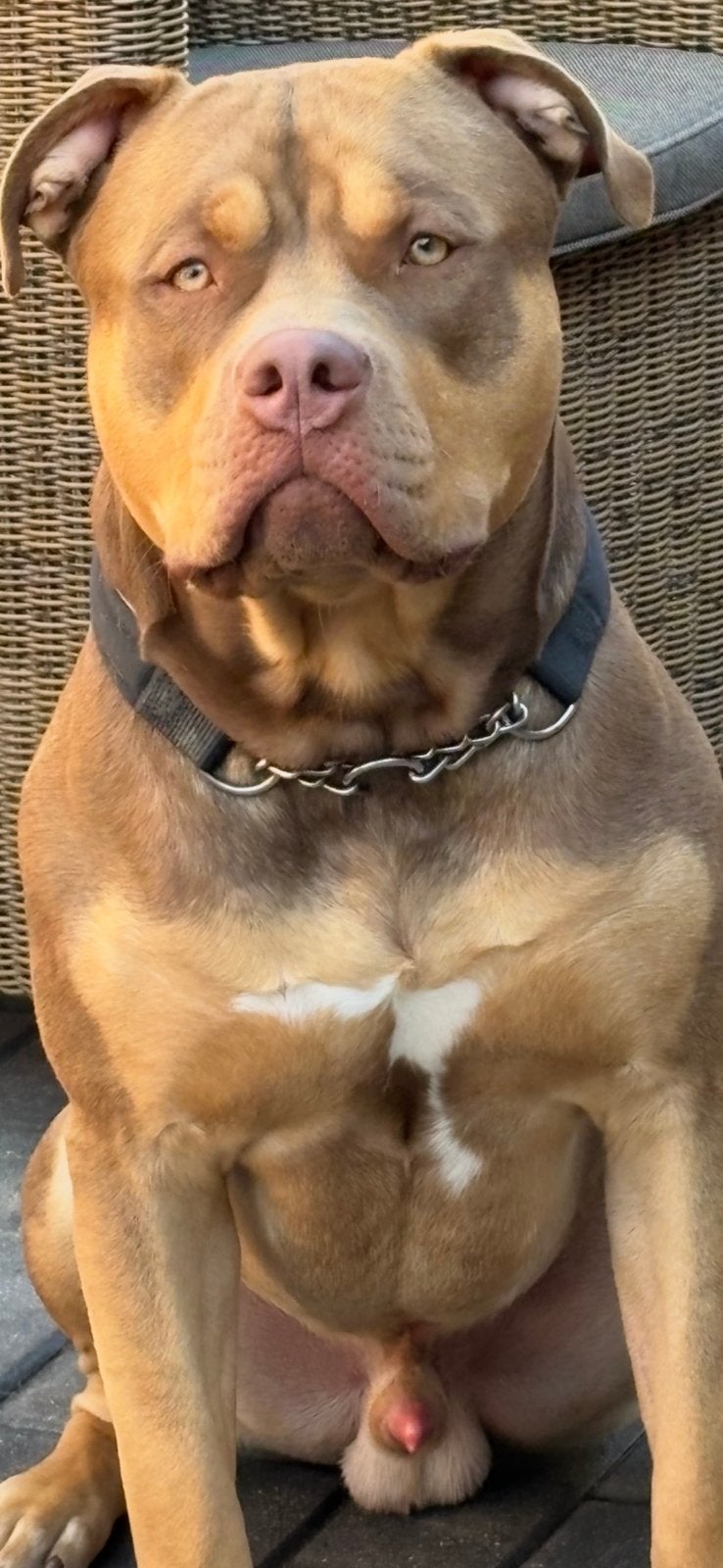 AMERICAN BULLY XL Dekreu MAMBOO CHOCO TRI COLOR !, Dieren en Toebehoren, Reu, 1 tot 2 jaar, Eén hond, CDV (hondenziekte)