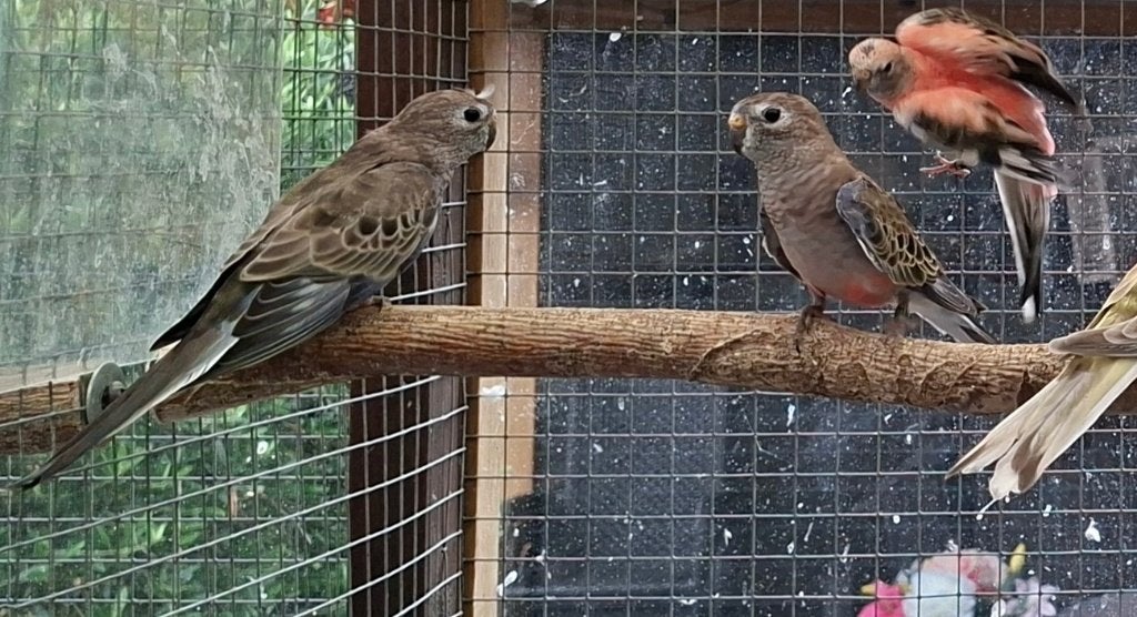 Bourks, gezoomd., Meerdere dieren, Parkiet, Geringd
