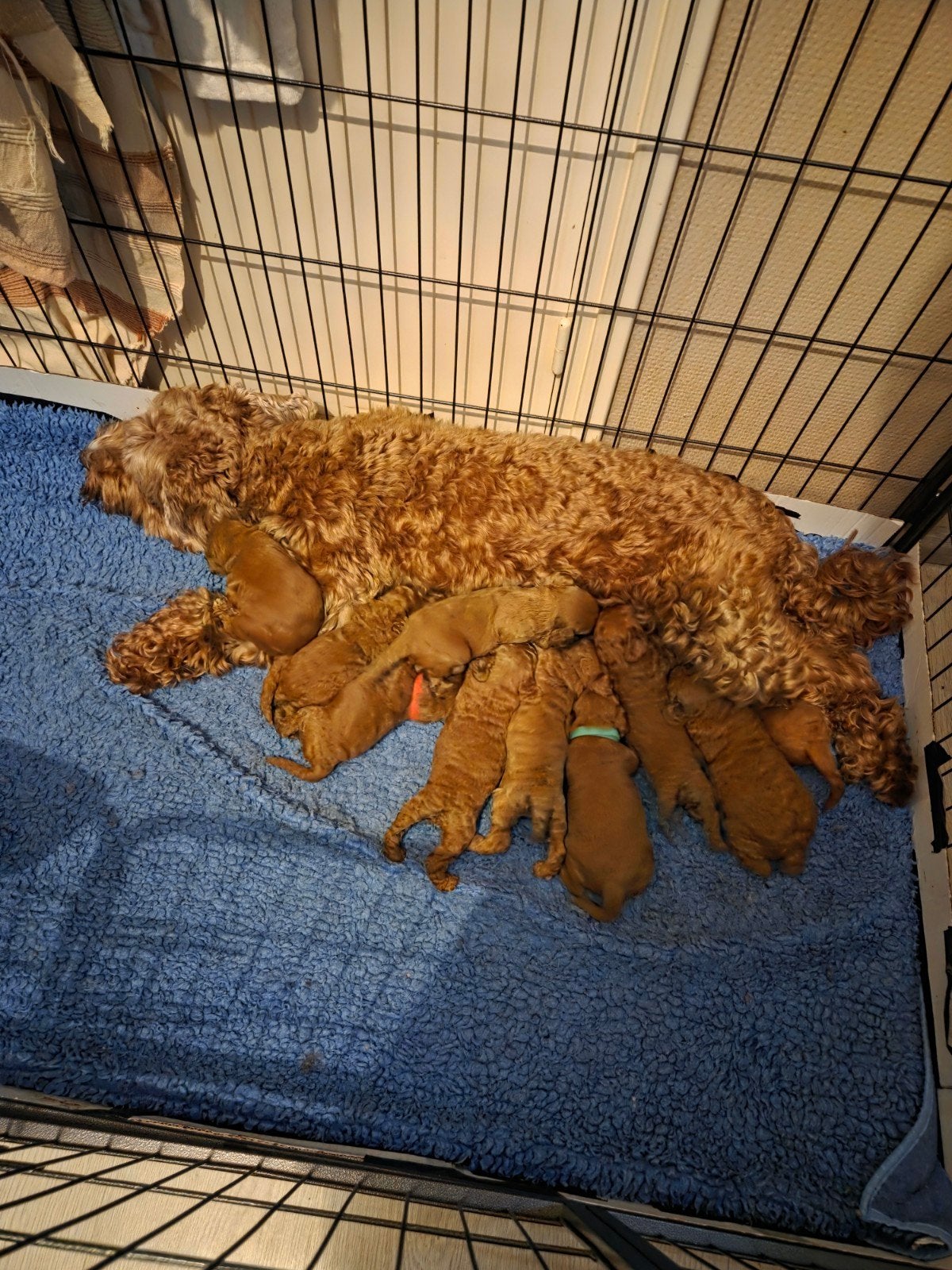 labra doodle mini, Dieren en Toebehoren, Honden | Niet-rashonden, 8 tot 15 weken, Meerdere, Meerdere dieren, Klein