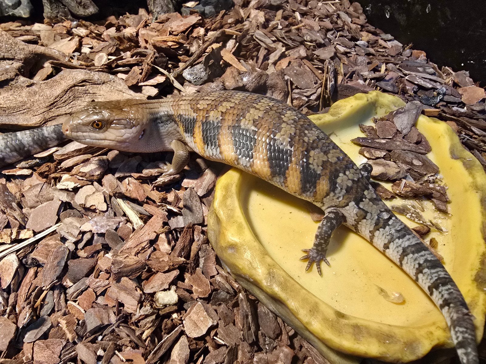 Tiliqua scincoides intermedia